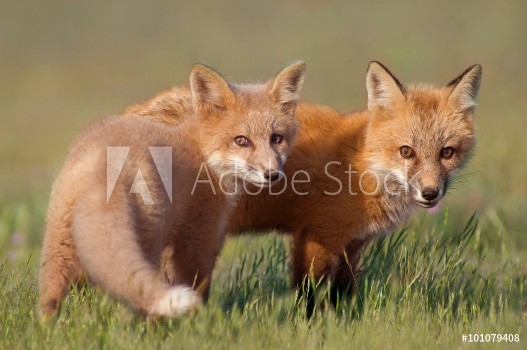 Picture of Animal Friends Two young Foxes playing together in field